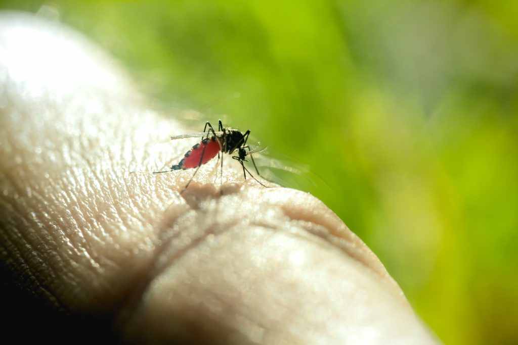 Close up of mosquito sucking blood. Selective focus