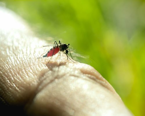 Tackling Malaria in Africa: Strengthening Systems, Data, and Access